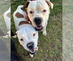 Small #5 Bull-Boxer