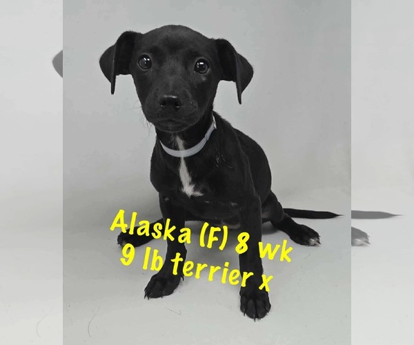 Medium Photo #1 Mutt Puppy For Sale in pomfret, CT, USA