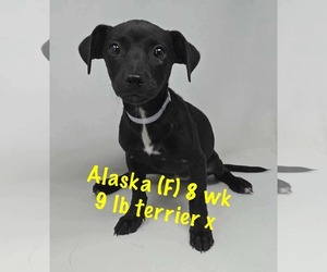 Mutt Dogs for adoption in pomfret, CT, USA