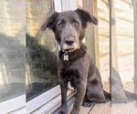 Small Photo #1 Labrador Retriever Puppy For Sale in Holly Springs, NC, USA