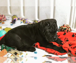 Cane Corso Puppy for sale in MESA, AZ, USA