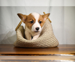 Puppy Cooper Pembroke Welsh Corgi