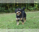 Small Photo #1 Bernedoodle Puppy For Sale in FREDERICKSBURG, OH, USA