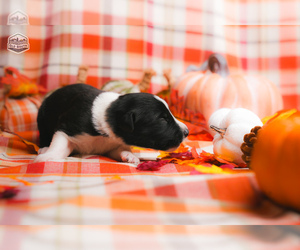 Border Collie Litter for sale in FLORENCE, SC, USA