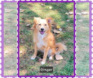 Australian Shepherd-Unknown Mix Dogs for adoption in Granbury, TX, USA