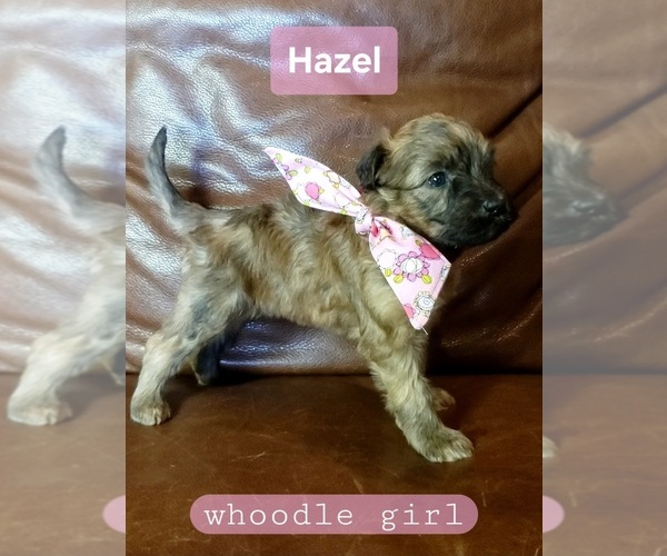 Medium Photo #5 Whoodle Puppy For Sale in GOLDEN CITY, MO, USA