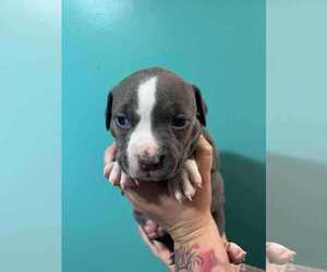 American Pit Bull Terrier-Labrador Retriever Mix Dogs for adoption in Roxboro, NC, USA