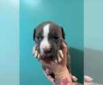 Small American Pit Bull Terrier-Labrador Retriever Mix