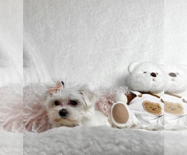 Medium Photo #7 Maltese Puppy For Sale in HOUSTON, TX, USA