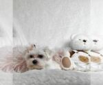 Small #6 Maltese
