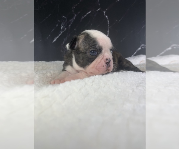 Medium Photo #76 Boston Terrier Puppy For Sale in TULARE, CA, USA