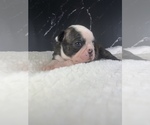 Small Photo #76 Boston Terrier Puppy For Sale in TULARE, CA, USA