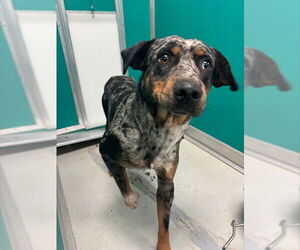 Catahoula Leopard Dog-Unknown Mix Dogs for adoption in Oklahoma City, OK, USA