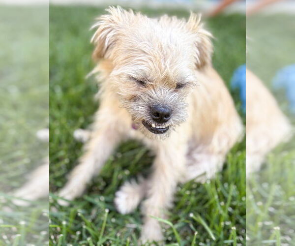 Medium Photo #6 Border Terrier-Unknown Mix Puppy For Sale in Corona, CA, USA