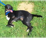 Small #2 Labrador Retriever Mix