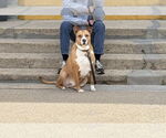 Small #2 American Staffordshire Terrier Mix