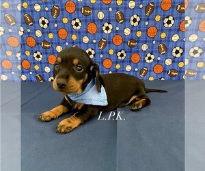 Dachshund Puppy for sale in WINNSBORO, LA, USA