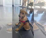 Small #1 Labrador Retriever Mix