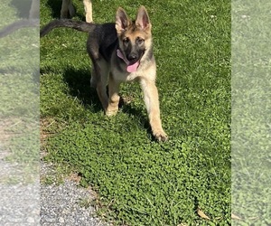 German Shepherd Dog Puppy for sale in LANCASTER, PA, USA