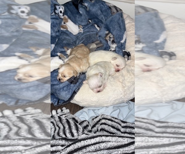 Medium Photo #4 Mal-Shi-YorkiePoo Mix Puppy For Sale in LILBURN, GA, USA