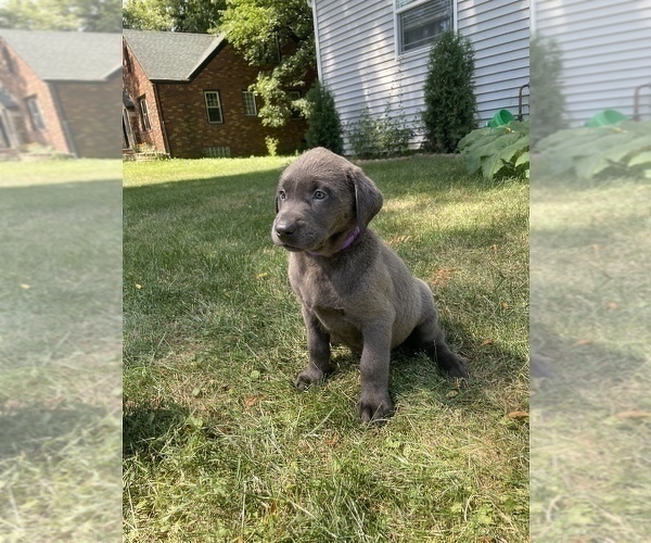 Medium Photo #12 Labrador Retriever Puppy For Sale in DES MOINES, IA, USA
