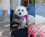 Small #2 Poodle (Miniature) Mix