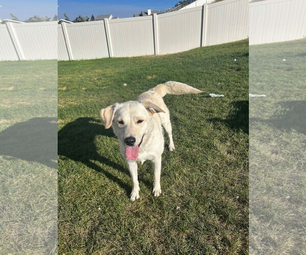 Medium Photo #7 Labrador Retriever-Retriever  Mix Puppy For Sale in Sandy, UT, USA