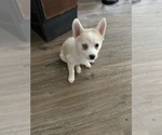Small Photo #70 Pomsky Puppy For Sale in LOVELAND, CO, USA