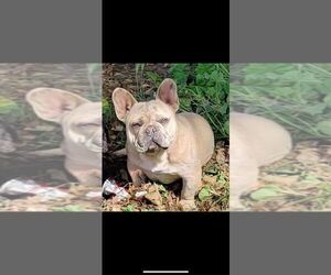 Father of the French Bulldog puppies born on 10/12/2020