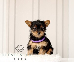 Yorkshire Terrier Puppy for sale in BIRD IN HAND, PA, USA