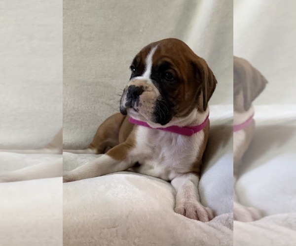 Medium Photo #2 Boxer Puppy For Sale in ALLEGHENY, PA, USA