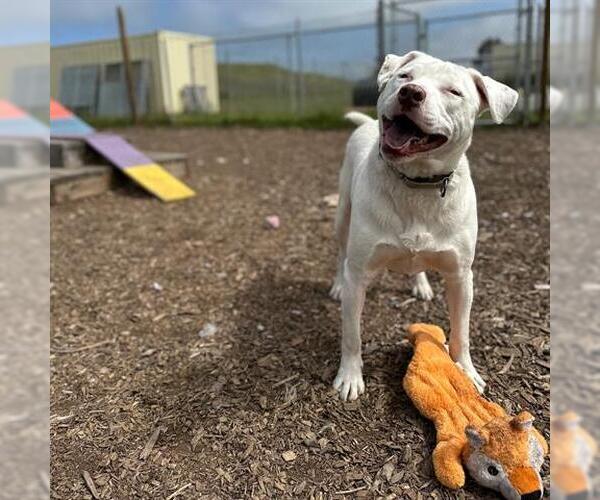 Medium Photo #2 American Pit Bull Terrier-Unknown Mix Puppy For Sale in McKinleyville, CA, USA