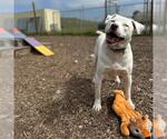 Small #1 American Pit Bull Terrier Mix