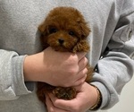 Puppy 2 Poodle (Toy)