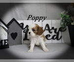 Small #11 Cavalier King Charles Spaniel
