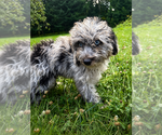 Small #4 Cavapoo (Miniature)