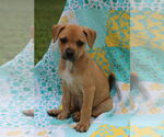Small #9 Mutt