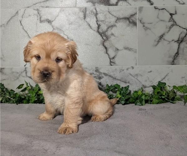 Medium Photo #4 Cocker-Pei Puppy For Sale in GOSHEN, IN, USA