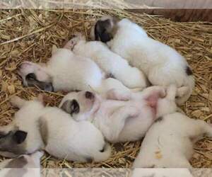 Great Pyrenees Puppy for sale in SULLIVAN, MO, USA