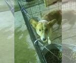 Small Pembroke Welsh Corgi