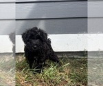 Litter of 6 - Male(s) and Female(s) Schnauzer (Miniature)Litter of Puppies for Sale - Photo #9