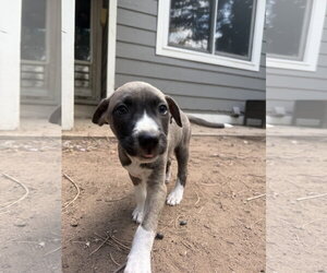 Mutt Dogs for adoption in Fort Collins, CO, USA