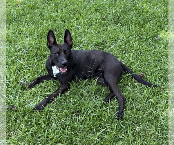 Medium Photo #9 Labrador Retriever-Unknown Mix Puppy For Sale in Holly Springs, NC, USA