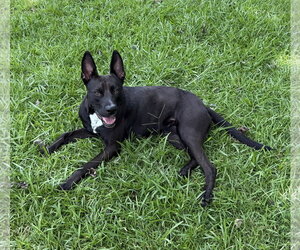 Darla - Female Labrador Retriever-Unknown Mix Dog for Adoption - Photo #9