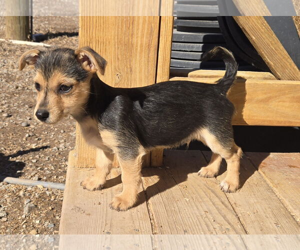 Medium Photo #2 Chihuahua-Norfolk Terrier Mix Puppy For Sale in Peralta, NM, USA