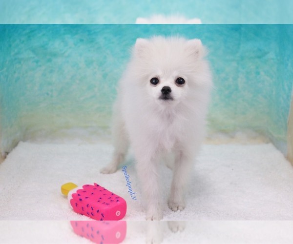 Medium Photo #1 Pomeranian Puppy For Sale in LAS VEGAS, NV, USA
