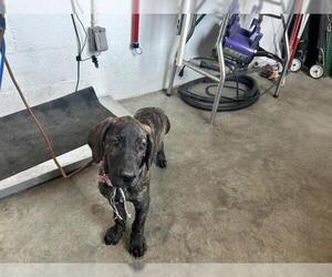 Daniff Dogs for adoption in Corona, CA, USA