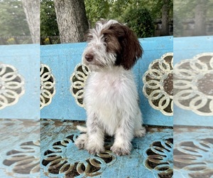 Sheepadoodle Puppy for sale in PERKINSTON, MS, USA
