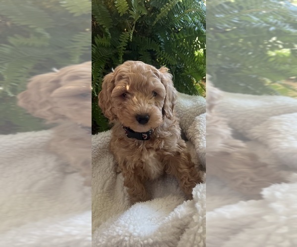Medium Photo #11 Goldendoodle (Miniature) Puppy For Sale in LEWISBURG, PA, USA
