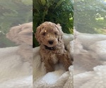 Small Photo #11 Goldendoodle (Miniature) Puppy For Sale in LEWISBURG, PA, USA